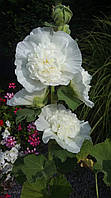 Шток-троянда "Chaters White". Мальва. Alcea Rosea "Chaters White".