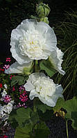 Шток-троянда "Chaters White". Мальва. 
Alcea Rosea "Chaters White".