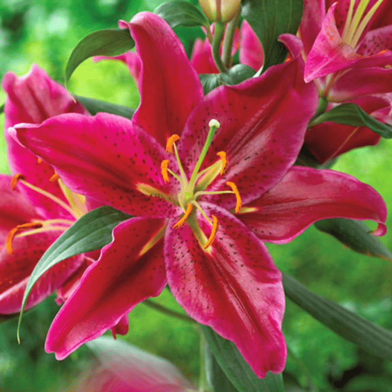 Лілія Східна Corvara 18/20, фото 1