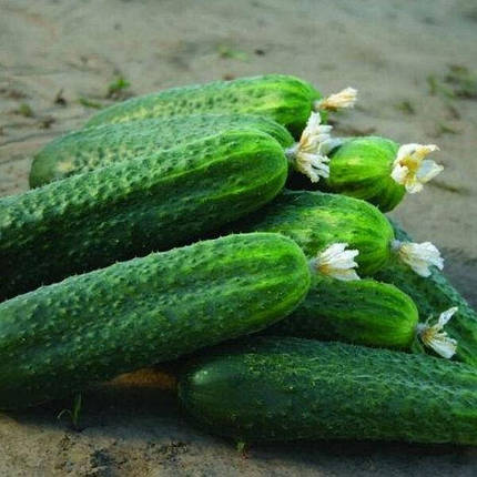 Платіна F1 насіння огірка, 1000 насіння — партенокарпічний огірок, ранній, фото 1