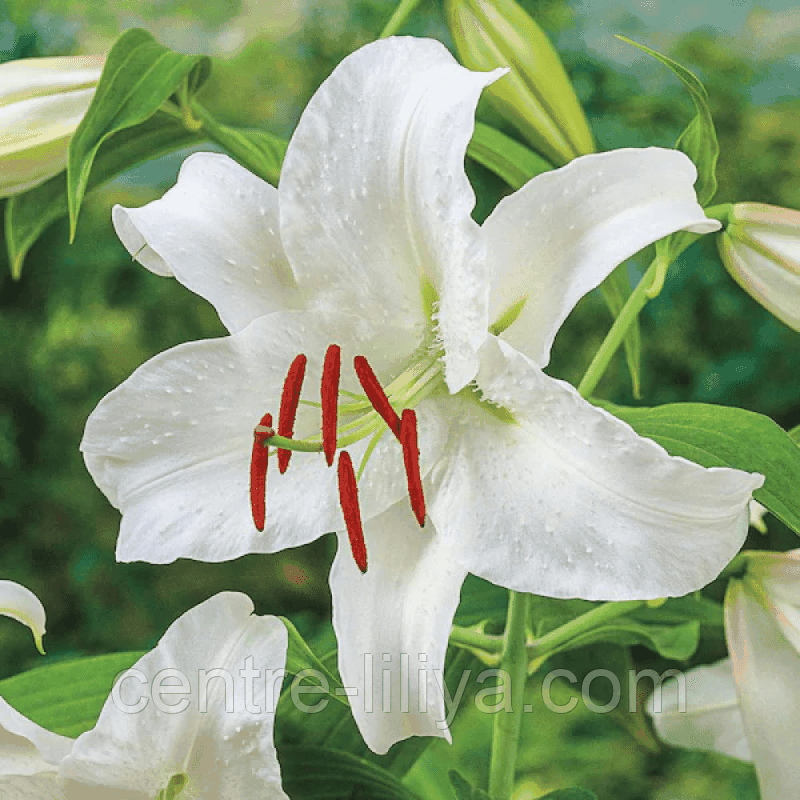 Лілія ОТ-гібрид Blanca Peak 20/22