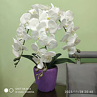 Латексна Орхідея