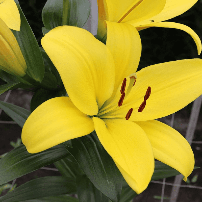 Лілія ТА-гібрид Fuenta 18/20, фото 1