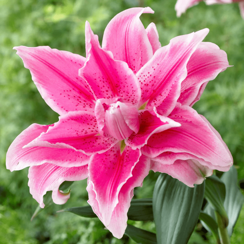 Лілія Махрова Roselily Jasmina 17/19