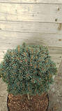Ялина колюча Палі/Picea pungens 'Pali' h20-30, фото 2