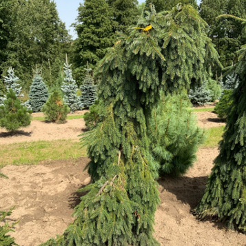 Ялина сербська Пендула  (Pendula) 180-200 см.