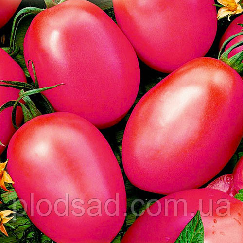 Насіння Томат Де Барао рожевий 0.1 гр, SeedEra