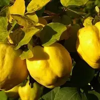 Айва яблукоподібна Лесковак "Leskovac"