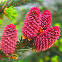 Саженцы Ели красной (Picea rubens)