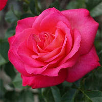 Саджанець троянди чайно-гібридної (садової)" Корфу" (Corfu)