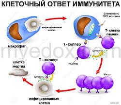 Чинники впливу екстрактів грибів