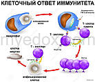 Чинники впливу екстрактів грибів