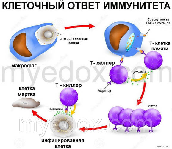 Чинники впливу екстрактів грибів