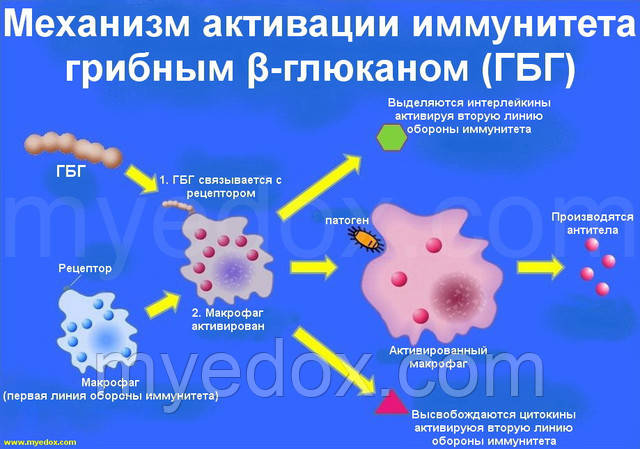 Механізм впливу екстрактів грибів