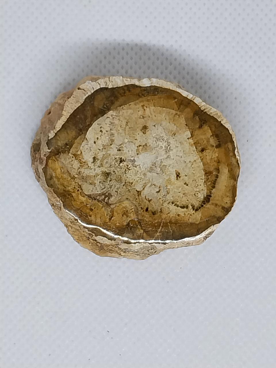 Дерево скам'яніле, фото 1