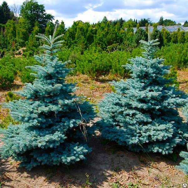 Саджанці Ялини блакитної Ольденбург 3-річний (Picea pungens Oldenburg), фото 1