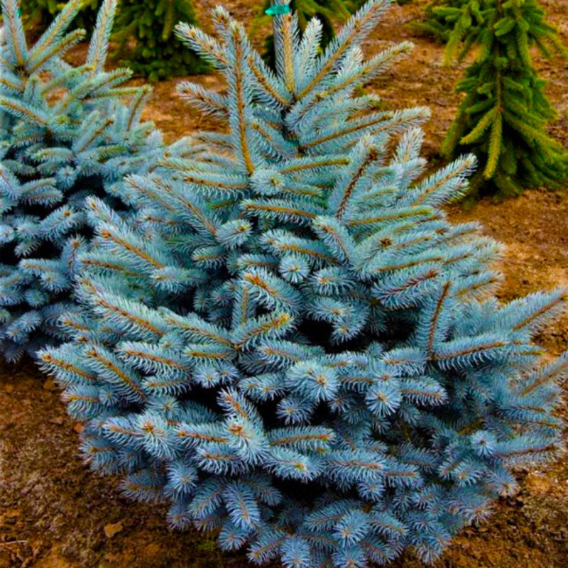 Саджанці Ялини блакитної Глаука Місті Блю 3-річний (Picea pungens Glauca Blue), фото 1
