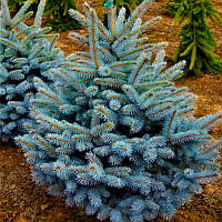 Саженцы Ели голубой Глаука Города Блю (Picea pungens Glauca Blue)