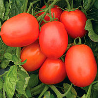 Семена томатов Рио Гранде United Genetics 0,5 г
