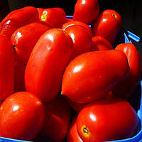 Семена томатов Гbбрид Тарасенко-7 Gl Seeds 0,1 г