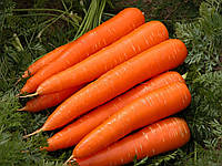 Семена моркови Вита Лонга Bejo Zaden 1 г