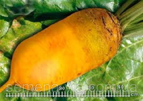 Буряк кормовий Урсус Полі (0,5 кг)