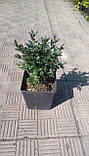 Самшит вічнозелений (Buxus) h-20-30 см у контейнері С1 л, фото 3