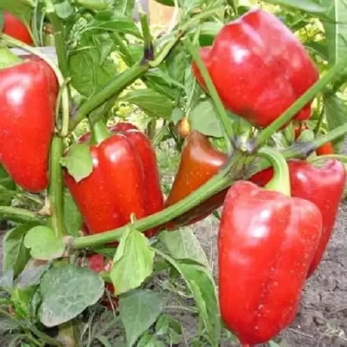 Насіння перець солодкий Політ 0,3 г.