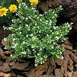 Куфея Мікс (червона, біла, фіолетова), фото 2