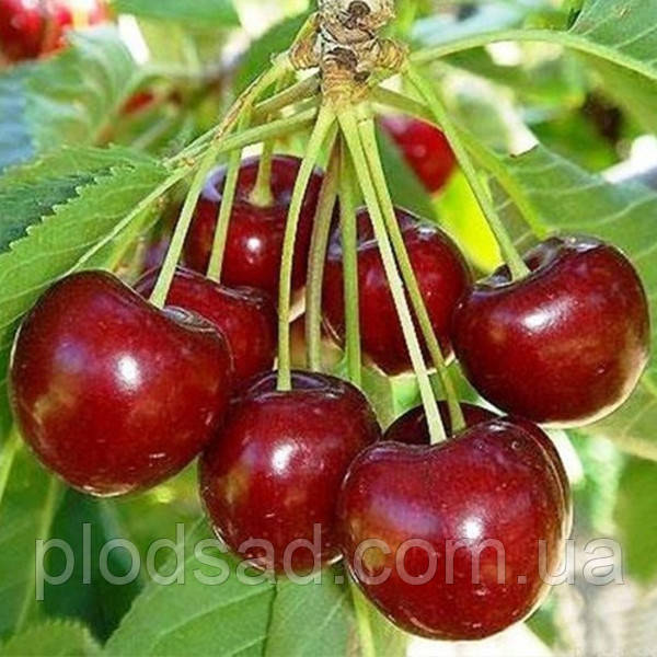 Вишня Шпанка