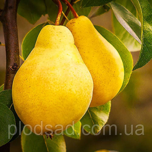 Груша Лимонка