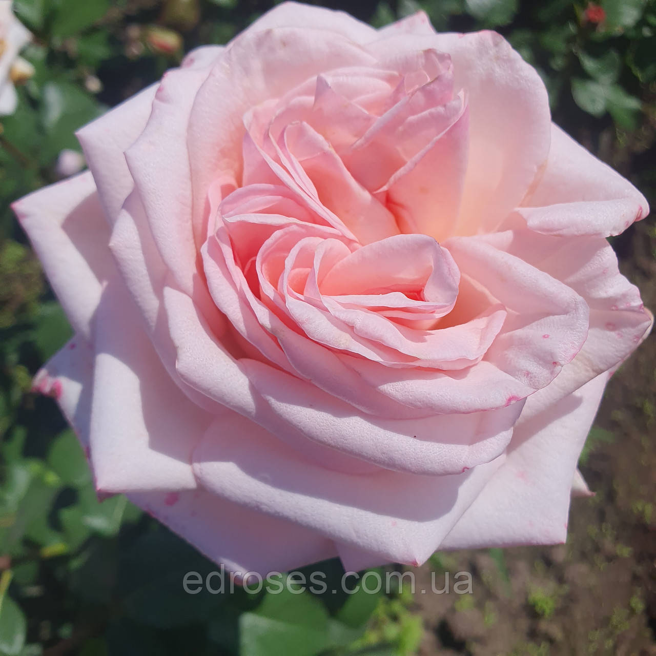 Пінк О'Хара (Pink O'Hara)