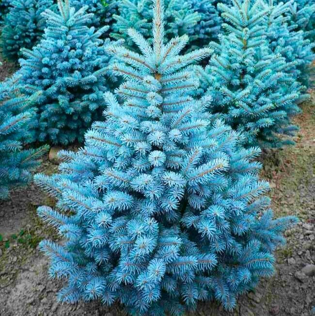 Саджанці Ялини блакитної Маджестік Блю 3-річний (Picea pungens Glauca Majestic Blue), фото 1