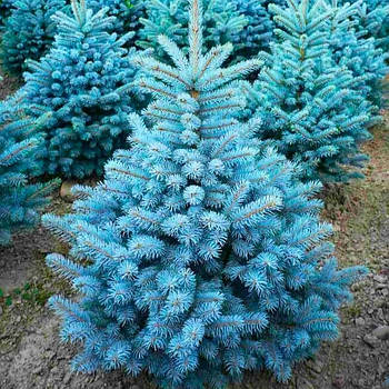 Саджанці Ялини блакитної Маджестік Блю (Picea pungens Glauca Majestic Blue)