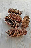 Шишки натуральные смерековые, 5 шт. Собраны в Карпатах