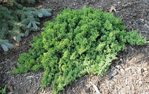 Ялівець лежачий Нана (Juniperus procumbens 'Nana) а - 30-30 см в горщику  С7,5л