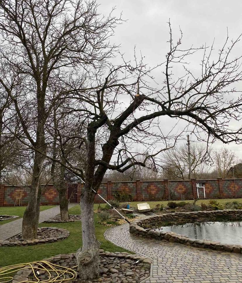 Обрезка сада Гатное, Глеваха, Хотов. Сделаем профессиональную обрезку плодовых деревьев - фото 6 - id-p874610708