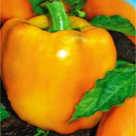 Насіння перцю Афродіта, фото 1