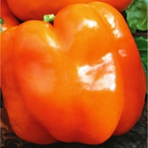 Насіння перцю Бугай