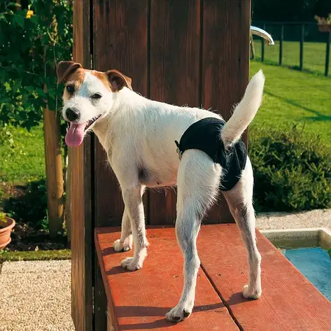 Труси гігієнічні для собак 60-70 cm Dog Pads CULOTTE XLarge, фото 3
