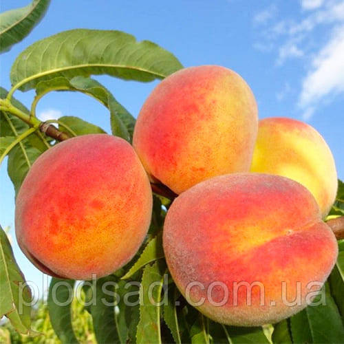 Персик колоноподібний Еліс Кол