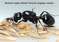 Колония муравьев Messor Structor, жнецы, королева + муравьи с личинками