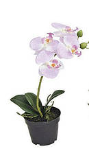 Орхідея Фаленопсис штучна в пластиковому горщику 15X6X17см 10018406