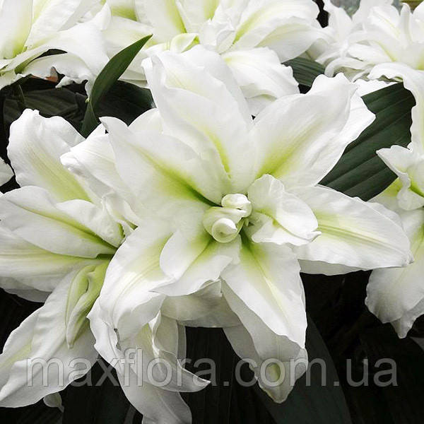Лілія Aisha (Roselily) 12/14, фото 1