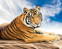 Набор для творчества алмазная картина Сибирский тигр Strateg размером 40х50 см SK86007 rish