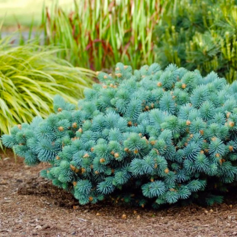 Саджанці Ялини колючої Соня (Picea pungens Sonia) 3-річний