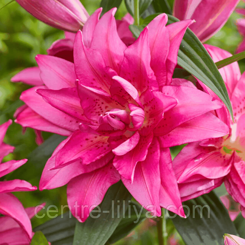 Лілія Махрова Roselily Floretta 14/16