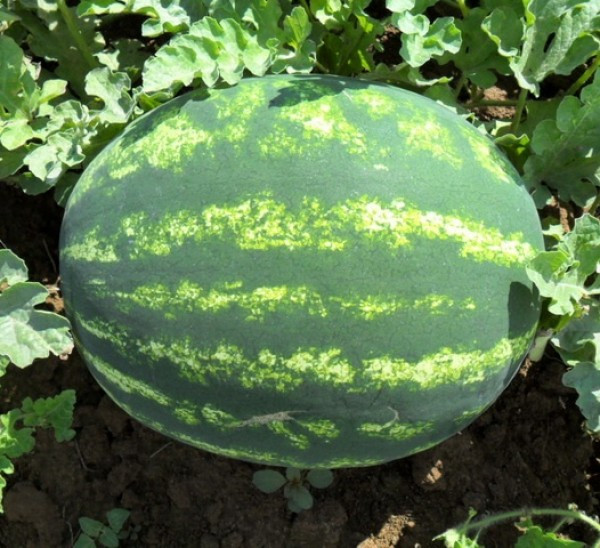 Насіння кавуна АУ Продюсер (AU Producer) Spark Seeds 0,5 кг