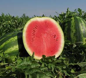 Насіння кавуна АУ Продюсер (AU Producer) Spark Seeds 0,5 кг, фото 2