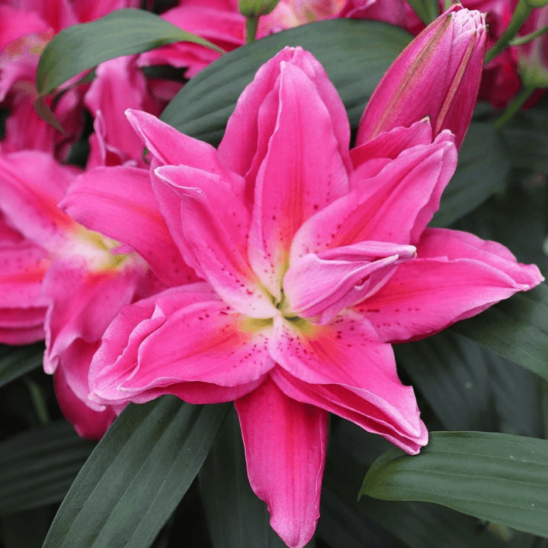 Лілія Махрова Roselily Julia 16/18